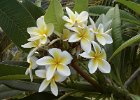 Die allgegenw�rtigen Frangipani